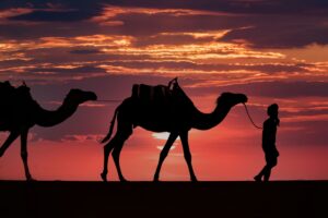Camel silhouette at sunset in the Merzouga Sahara Desert Morocco